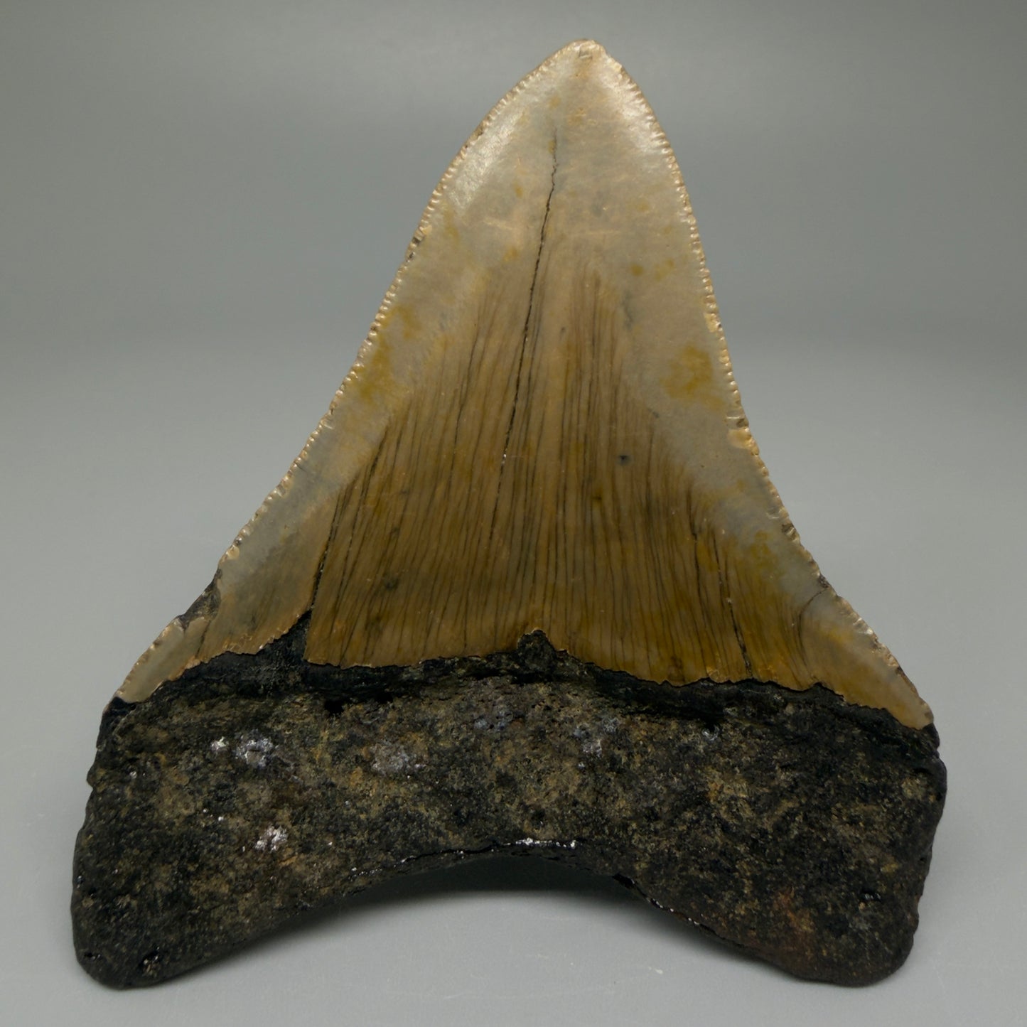 Back View Colorful 3.63" Fossil Megalodon Tooth from North Carolina CM5440
