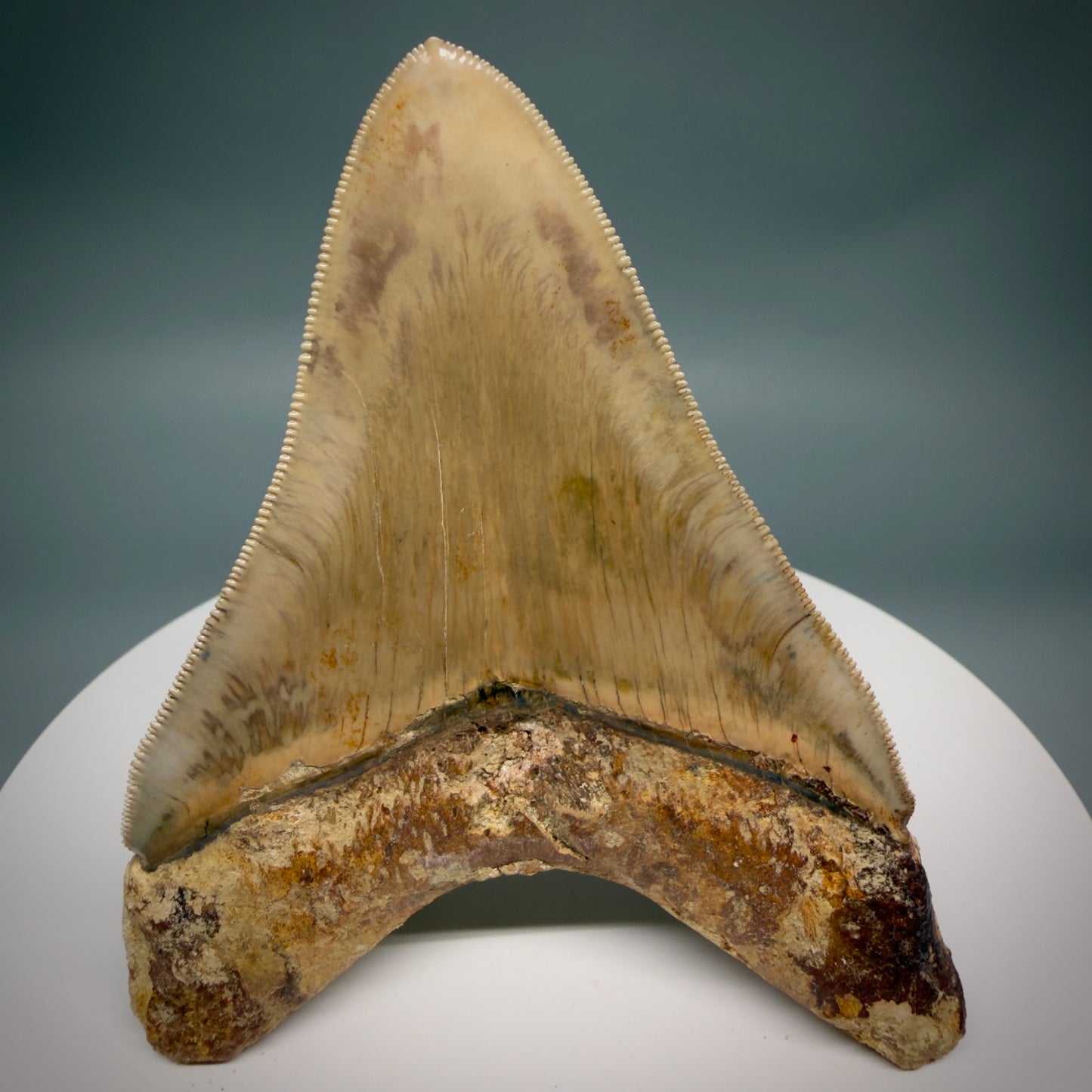 Back View Collector's quality 4.31" Colorful Fossil Megalodon Tooth from Indonesia MJ178