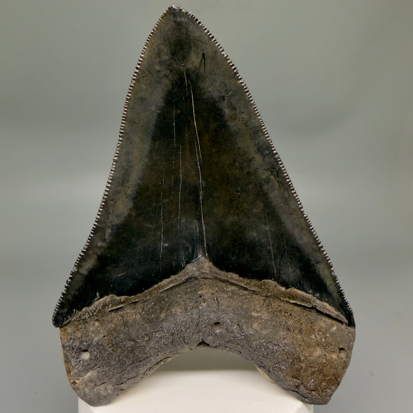Back View Jet Black, sharply serrated 4.36" Fossil Megalodon Tooth from Georgia MJ177