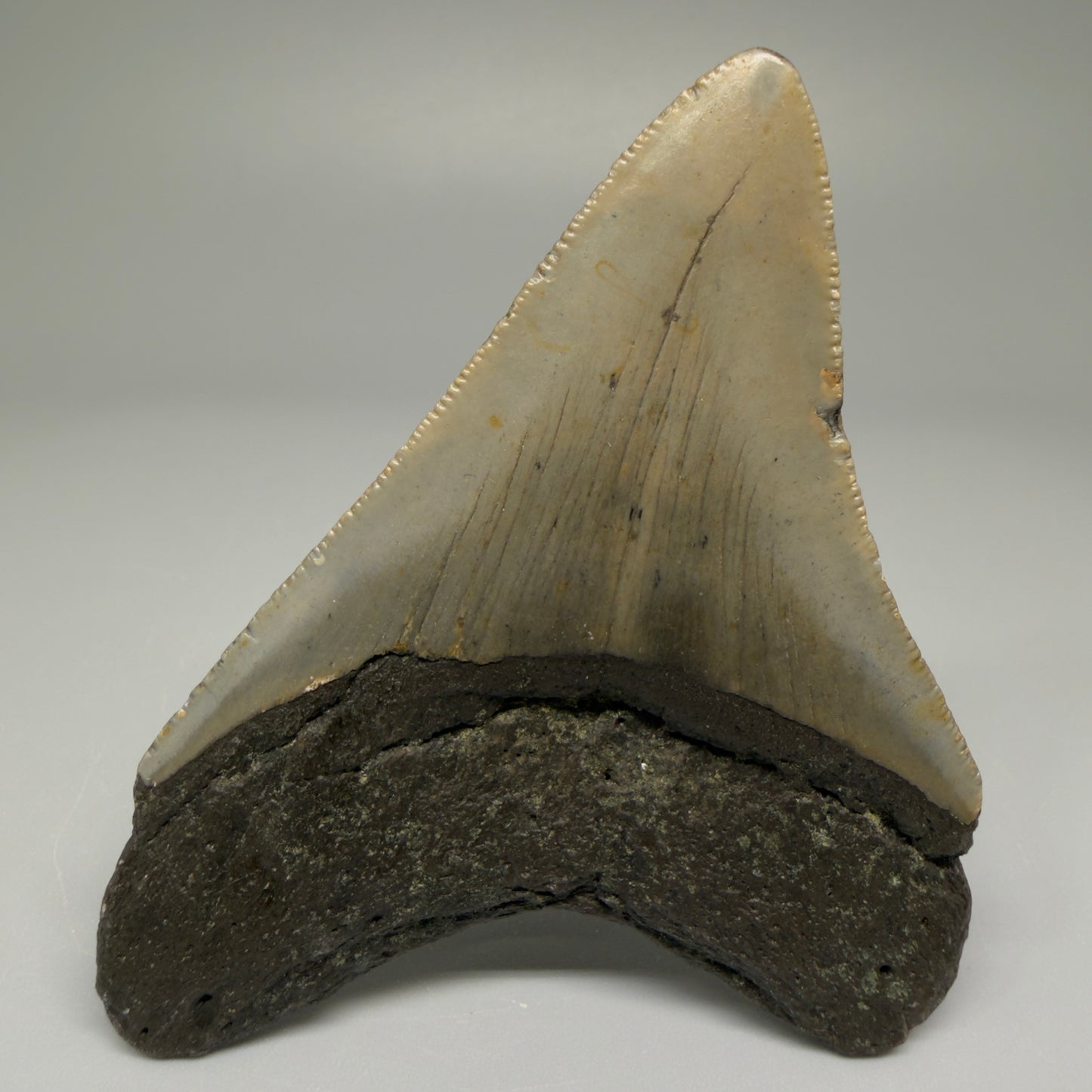 Back View Colorful 3.47" Fossil Megalodon Tooth from North Carolina CM5438