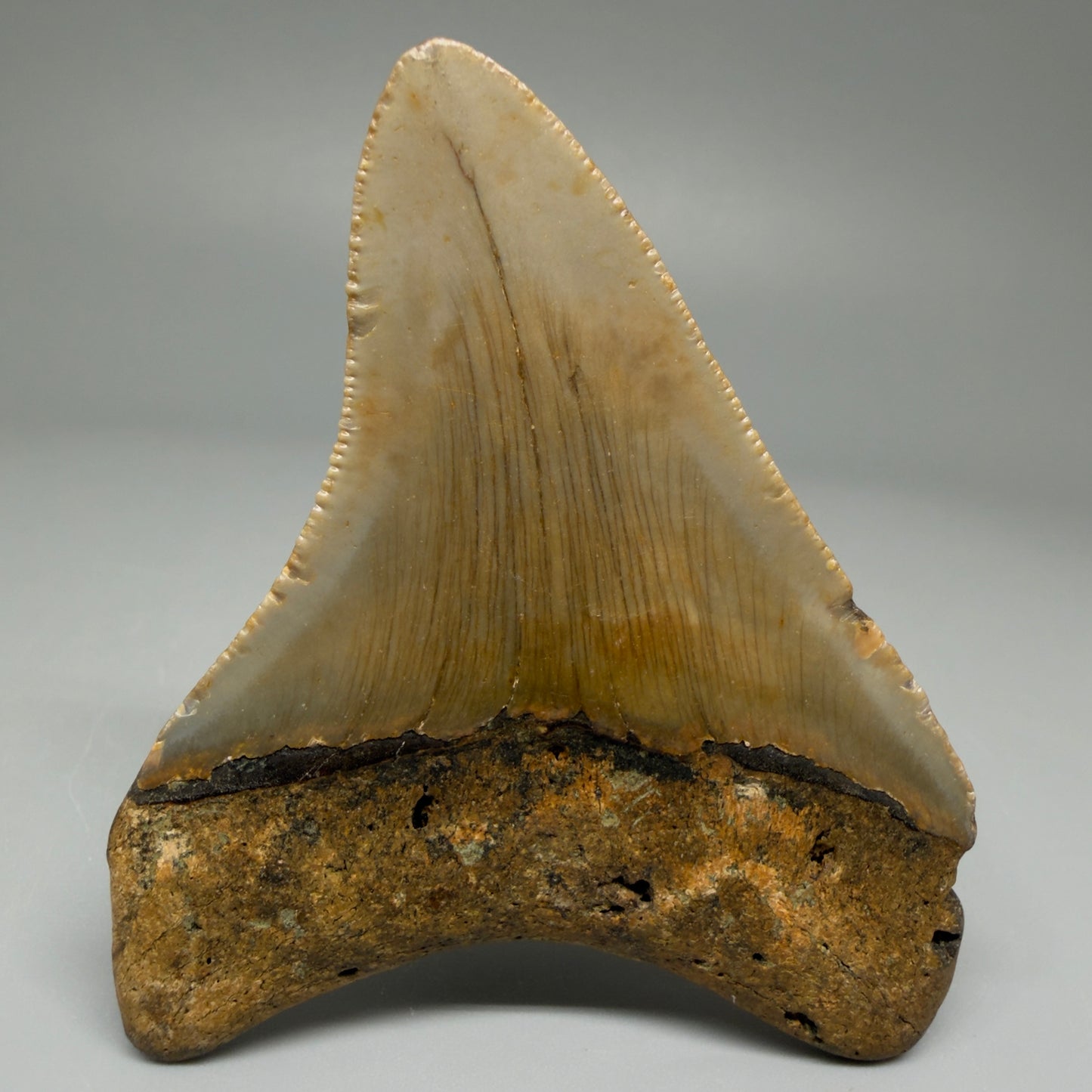 Back View Colorful 3.02" Fossil Megalodon Tooth from North Carolina CM5435