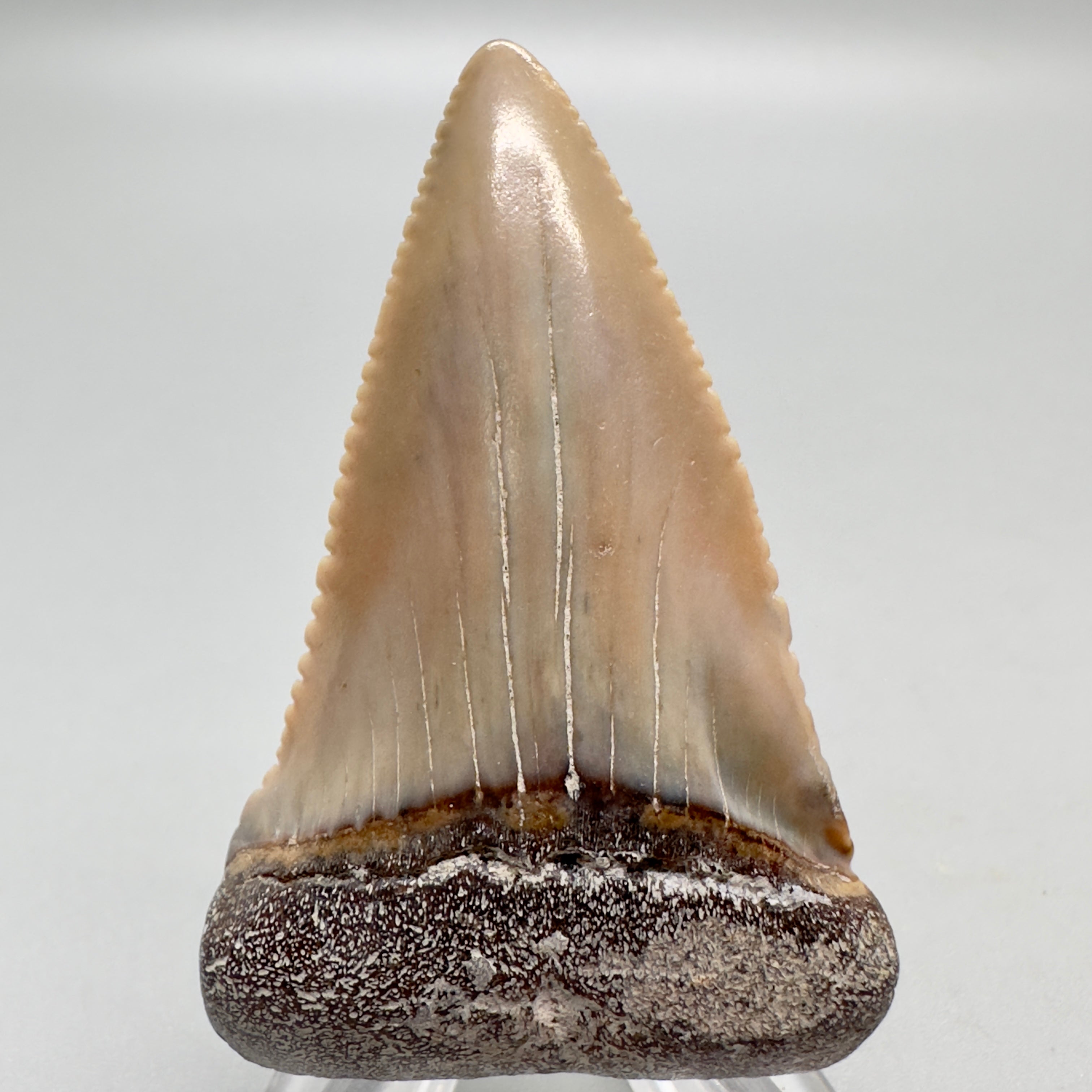 Rare 2.16 Colorful Fossil Great White Shark Tooth from Sacaco