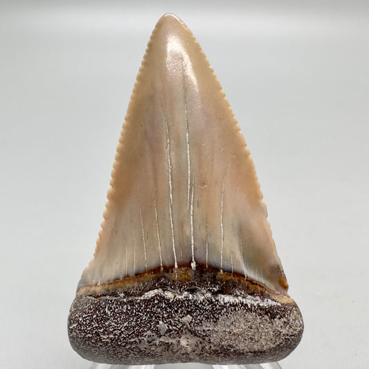 Cream and orange great white shark tooth 2.16 inch Peru GW4 front