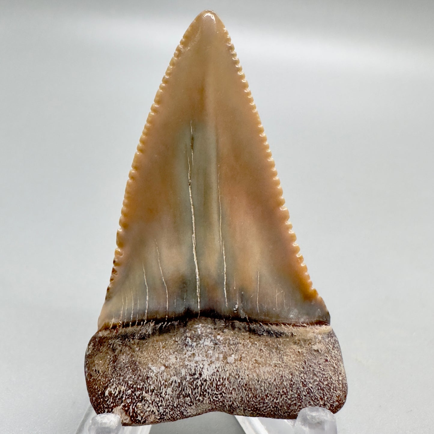 Cream and orange great white shark tooth 2.16 inch Peru GW4 back