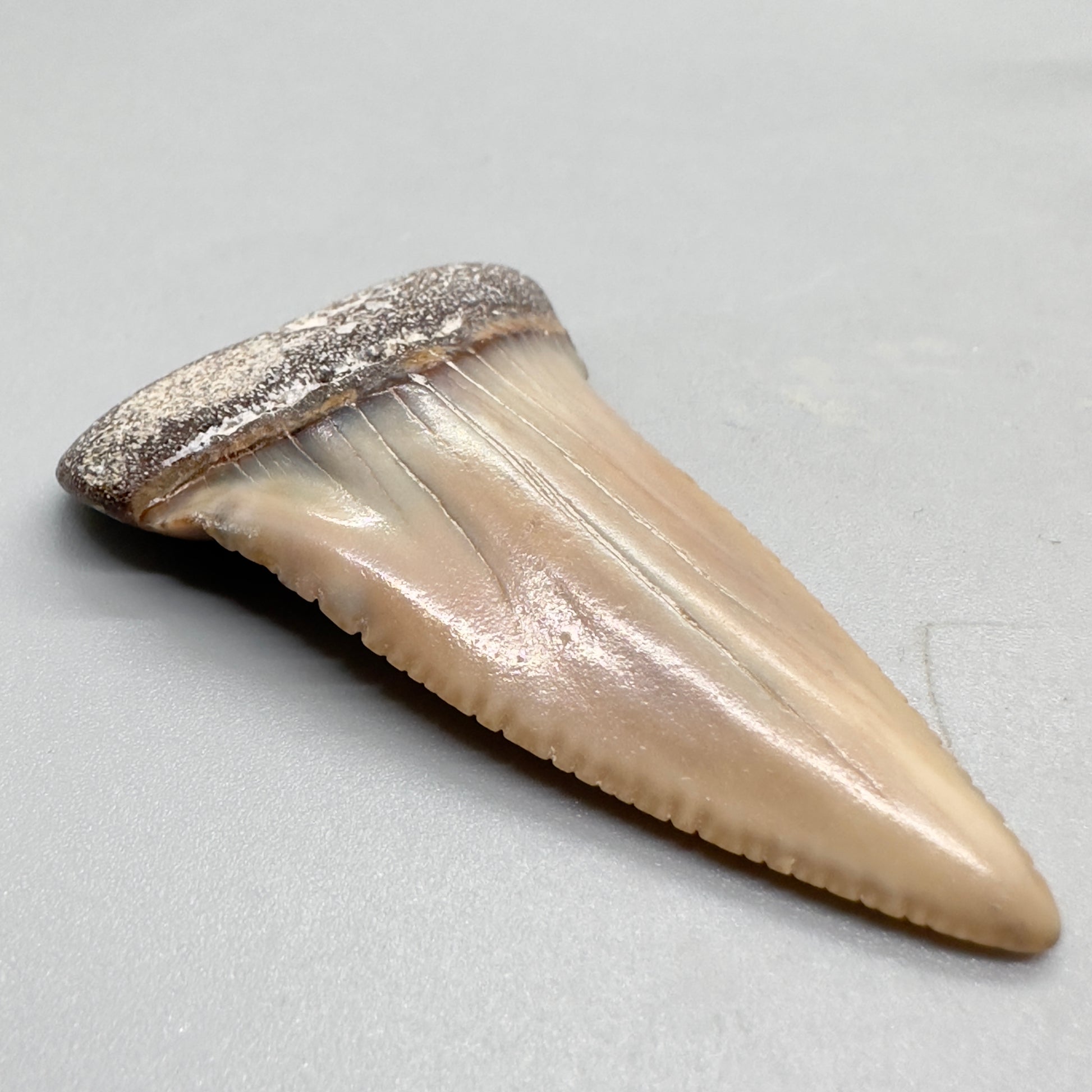 Cream and orange great white shark tooth 2.16 inch Peru GW4 front left