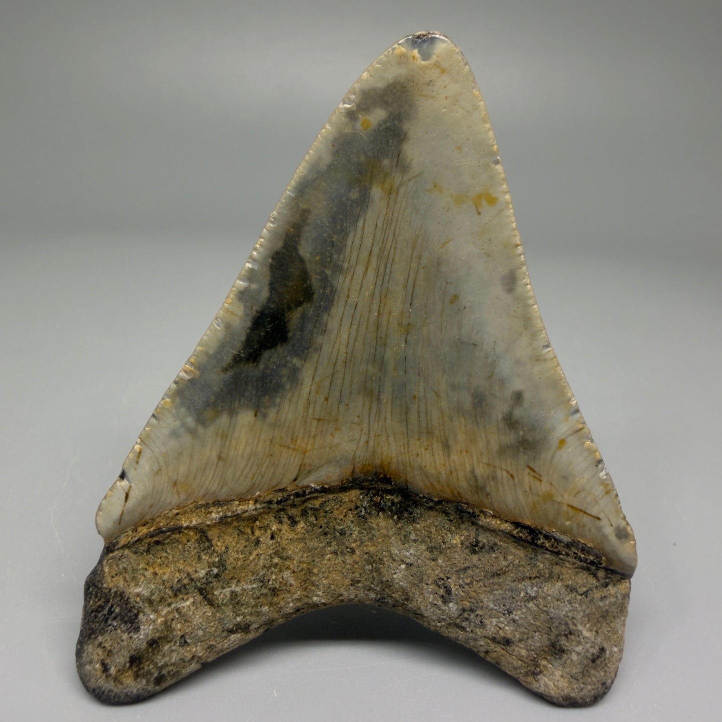Back View Colorful 3.06" Fossil Megalodon Tooth from North Carolina CM5436
