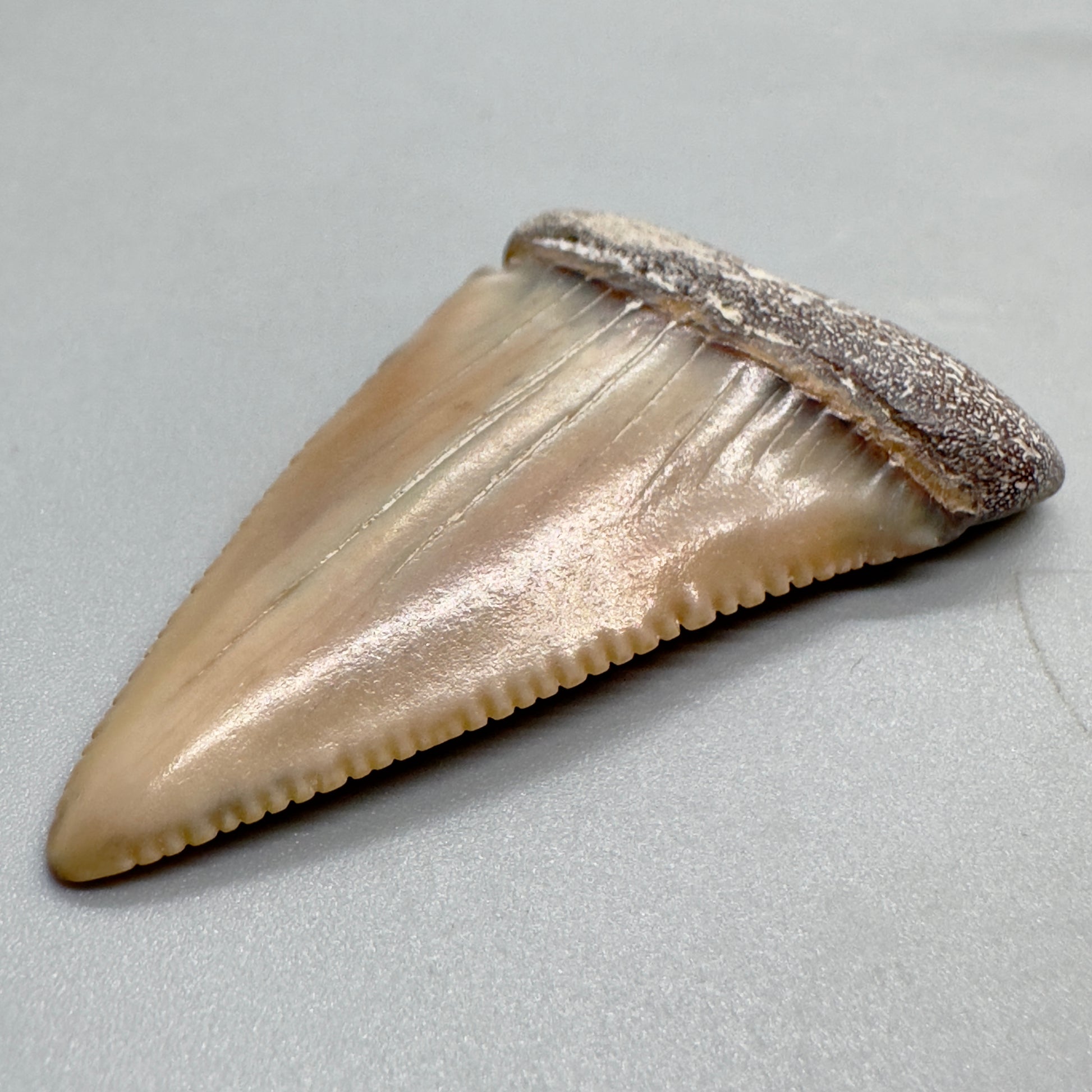 Cream and orange great white shark tooth 2.16 inch Peru GW4 front right