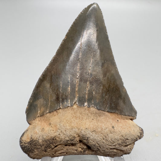 Great White Shark Tooth 2.51 inch colorful South Carolina GW1027 Front