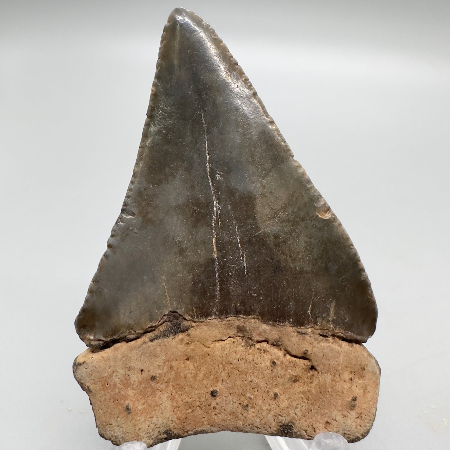 Great White Shark Tooth 2.51 inch colorful South Carolina GW1027 Back