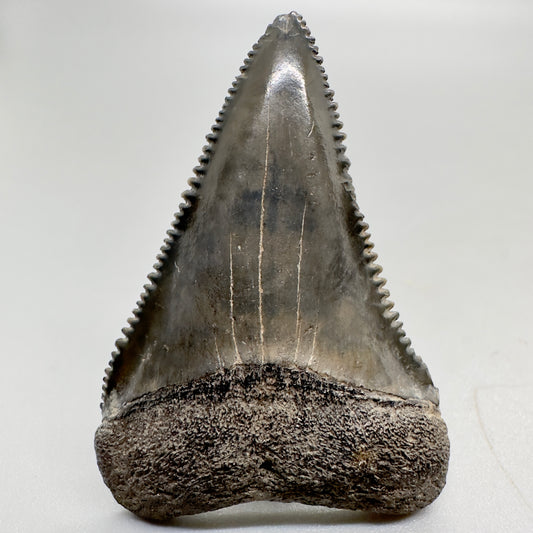 Colorful serrated Great White Shark tooth 1.87 inch South Carolina GW1029 front
