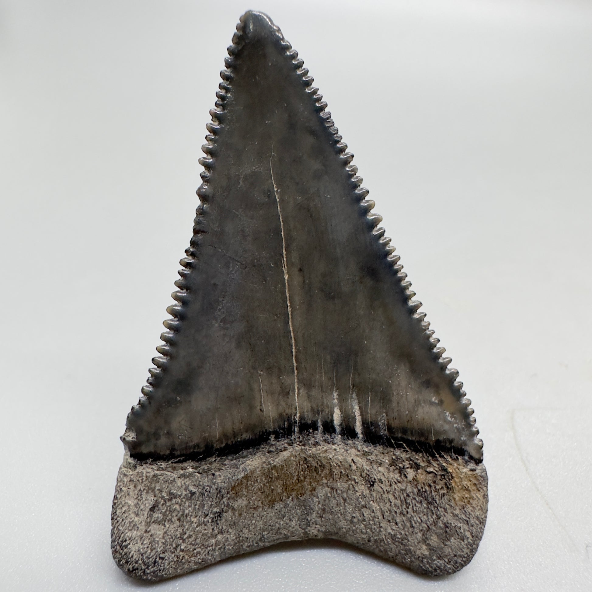 Colorful serrated Great White Shark tooth 1.87 inch South Carolina GW1029 back