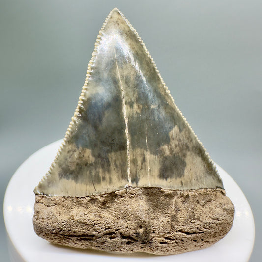 Gorgeous, sharply serrated 2.30" Fossil Great White Tooth from Sarasota, Florida GW1077 - Front