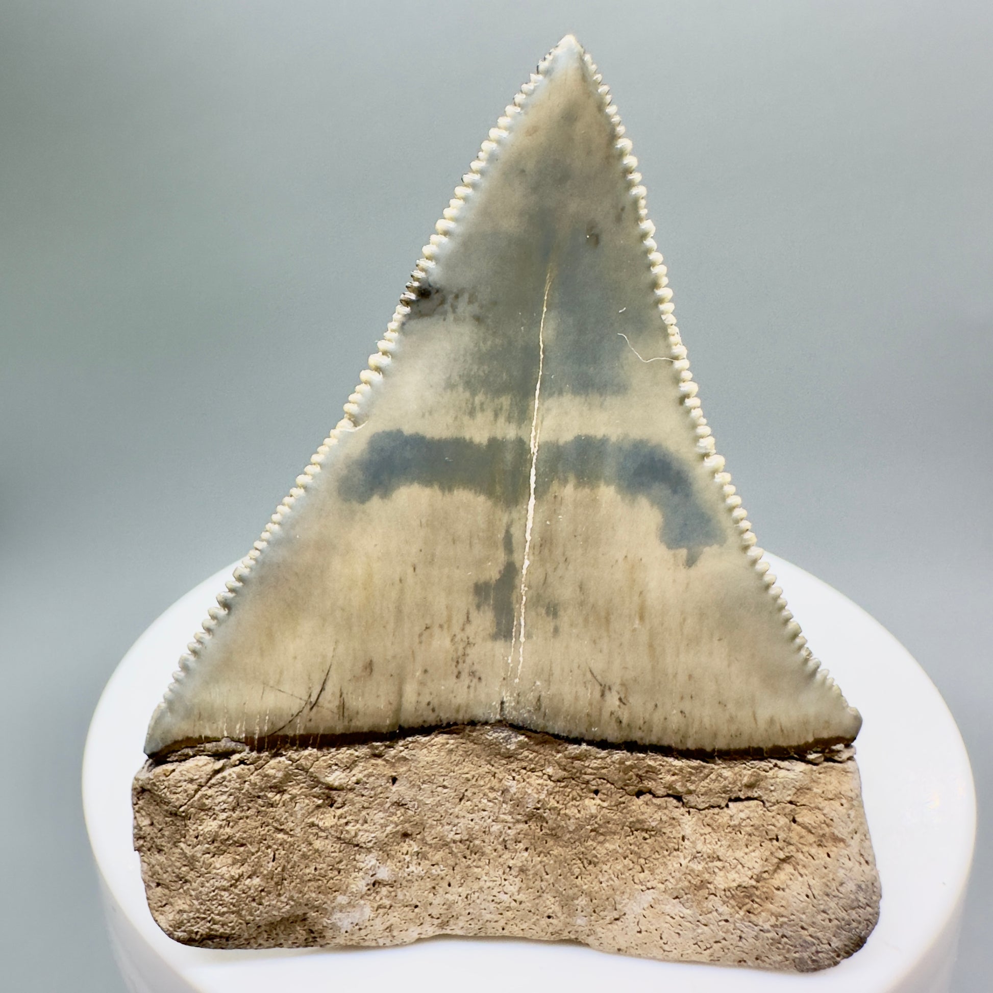 Gorgeous, sharply serrated 2.30" Fossil Great White Tooth from Sarasota, Florida GW1077 - Back