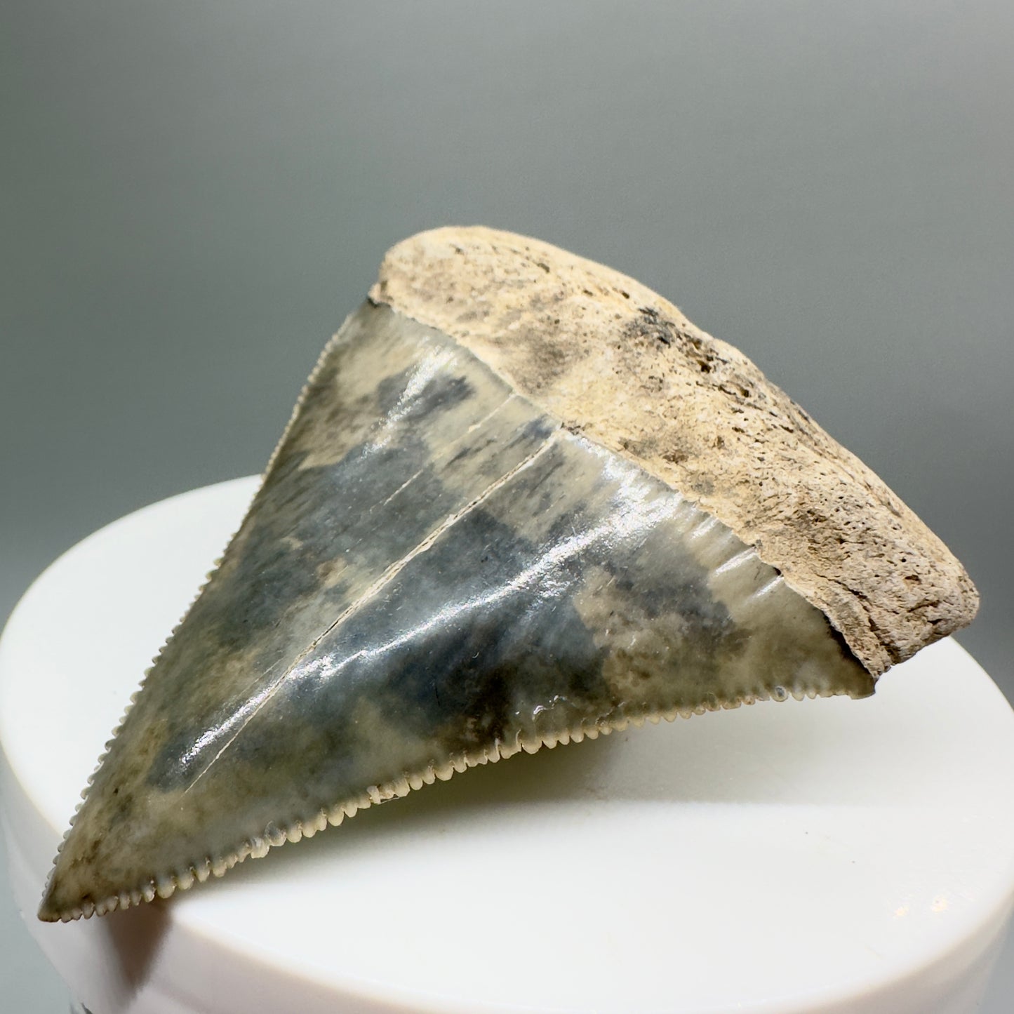 Gorgeous, sharply serrated 2.30" Fossil Great White Tooth from Sarasota, Florida GW1077 - Front right