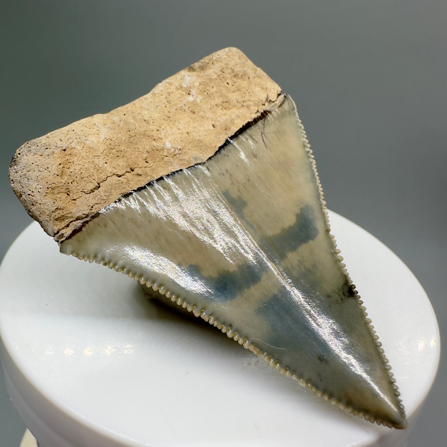 Gorgeous, sharply serrated 2.30" Fossil Great White Tooth from Sarasota, Florida GW1077 - Back left