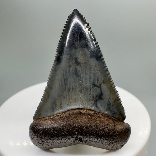 Colorful, sharply serrated 1.87" Fossil Great White Shark Tooth - South Carolina River GW1079 - Front