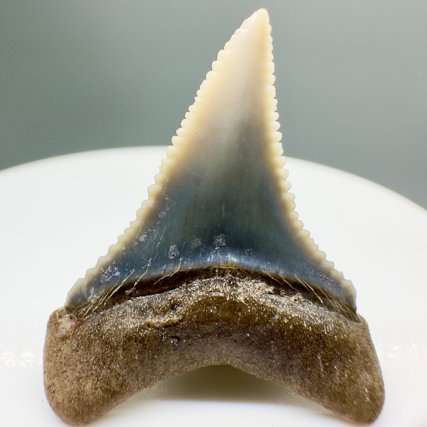 Lower colorful 1.18" Sharply Serrated Fossil Great White Shark Tooth from Peru GW1074 - Back