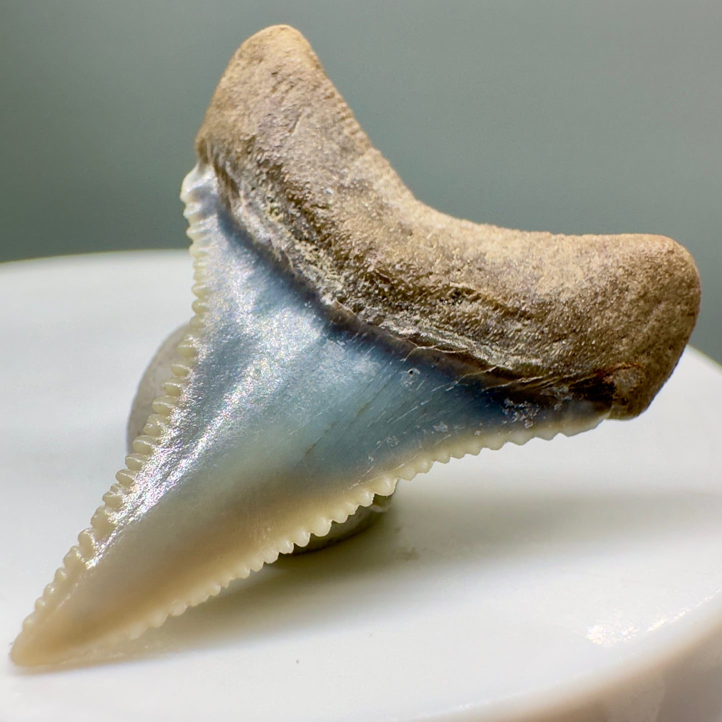 Lower colorful 1.18" Sharply Serrated Fossil Great White Shark Tooth from Peru GW1074 - Back right