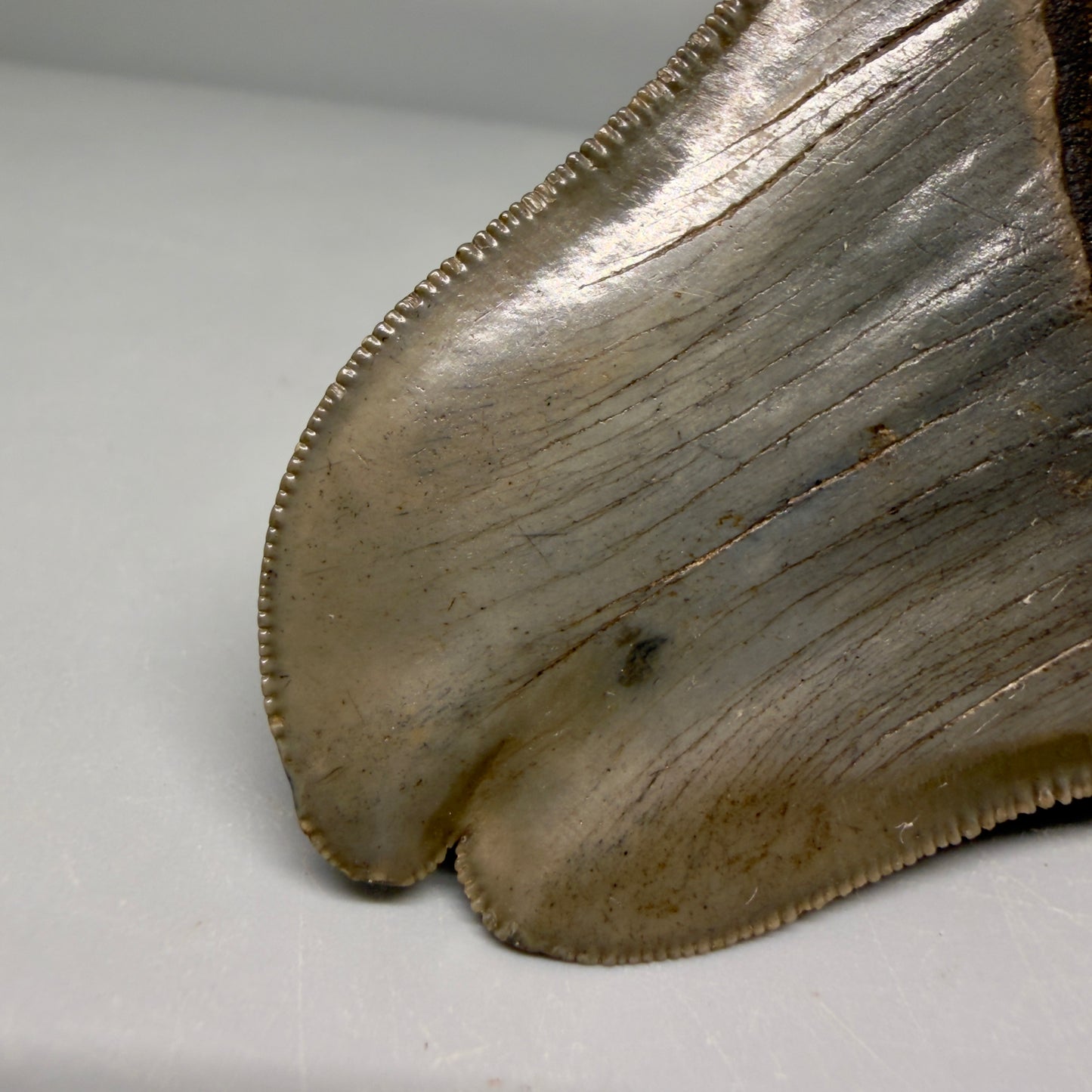 Tip detail View Collector's Quality, RARE Deformed 3.75" Fossil Megalodon Tooth - Georgia CM6385 - 3