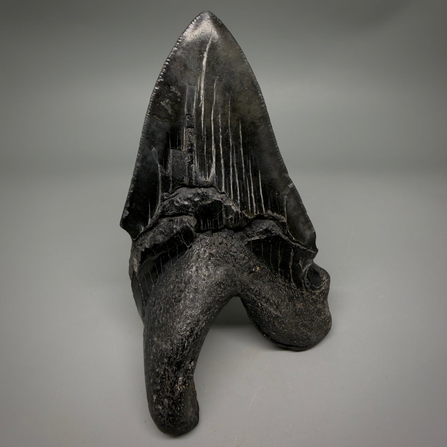 Back View Collector's Quality, RARE Deformed 4.81" Fossil Megalodon Tooth - South Carolina CM6384