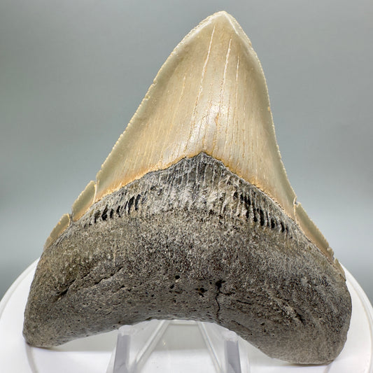 Colorful, serrated 4.23" Fossil Megalodon Shark Tooth from South Carolina CM4672 - Front