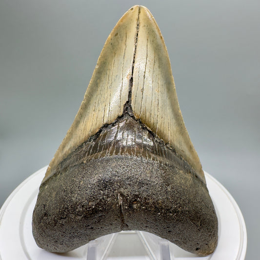 Colorful 4.20" Fossil Megalodon Shark Tooth from South Carolina CM4673 - Front