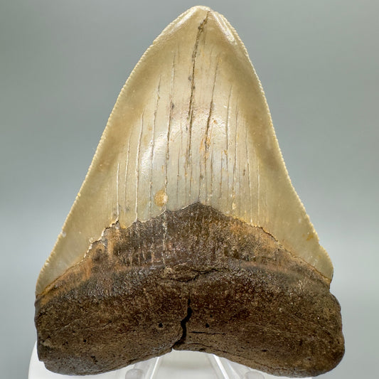 Nicely serrated 3.57" Fossil Megalodon Tooth from North Carolina CM4671 - Front