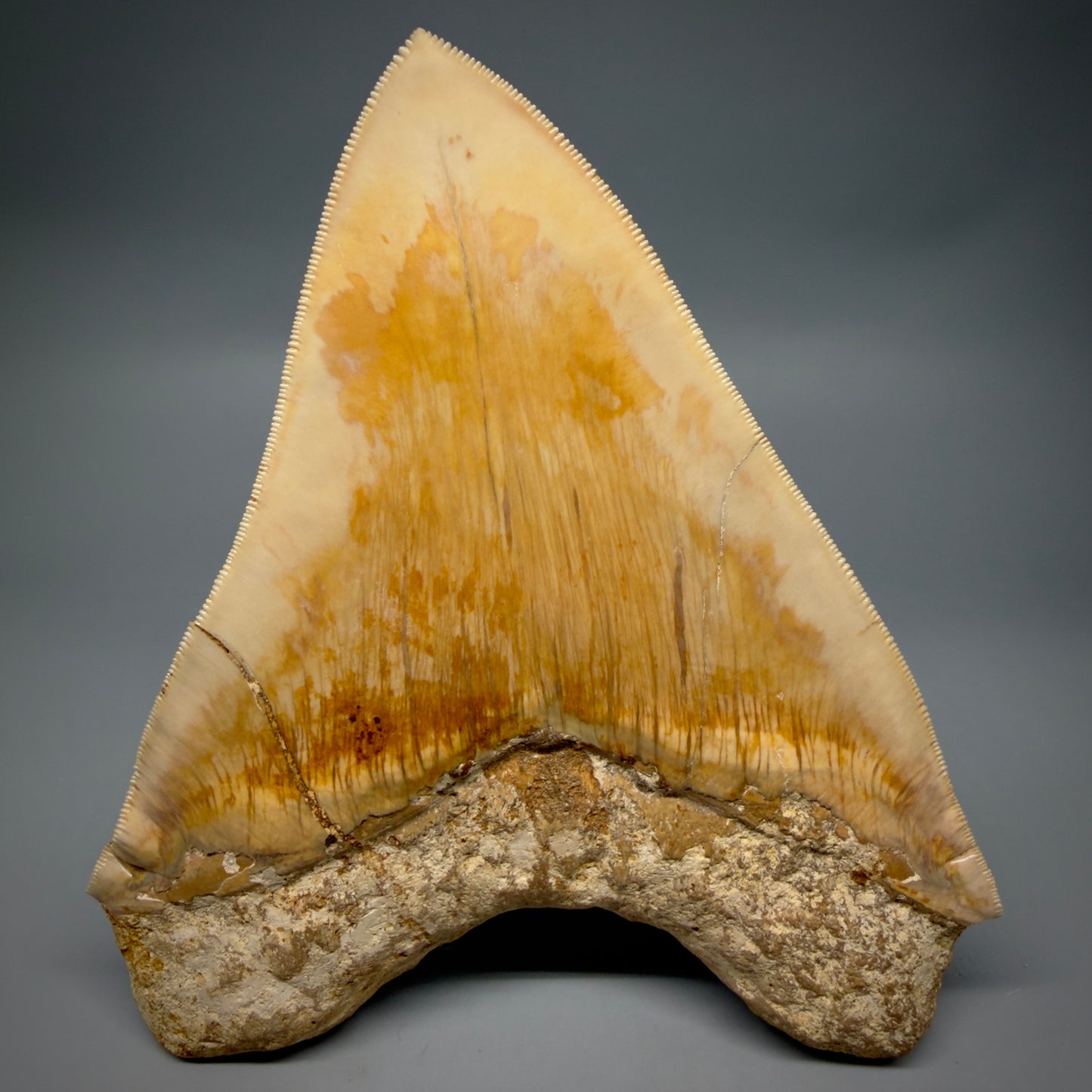 Back View Authentic, Collector's quality 5.67″ Colorful Megalodon Tooth – West Java Indonesia CM6381 - 2