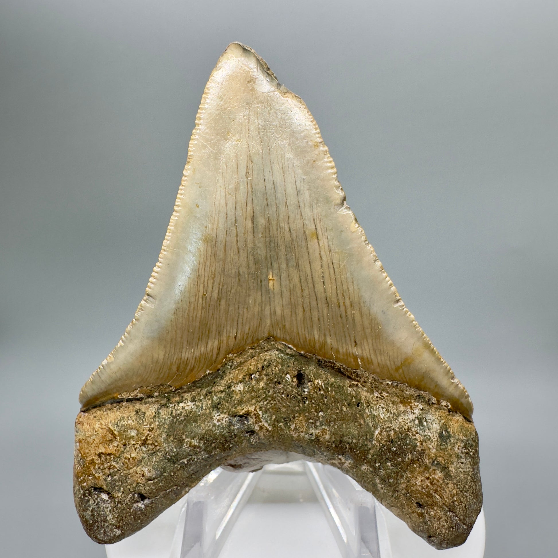Colorful 3.27" Fossil Megalodon Tooth from North Carolina - Back