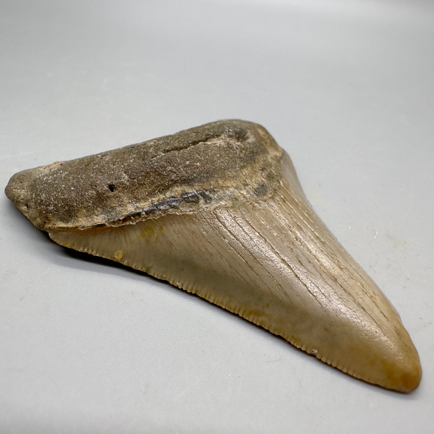 Colorful 3.27" Fossil Megalodon Tooth from North Carolina - Front left