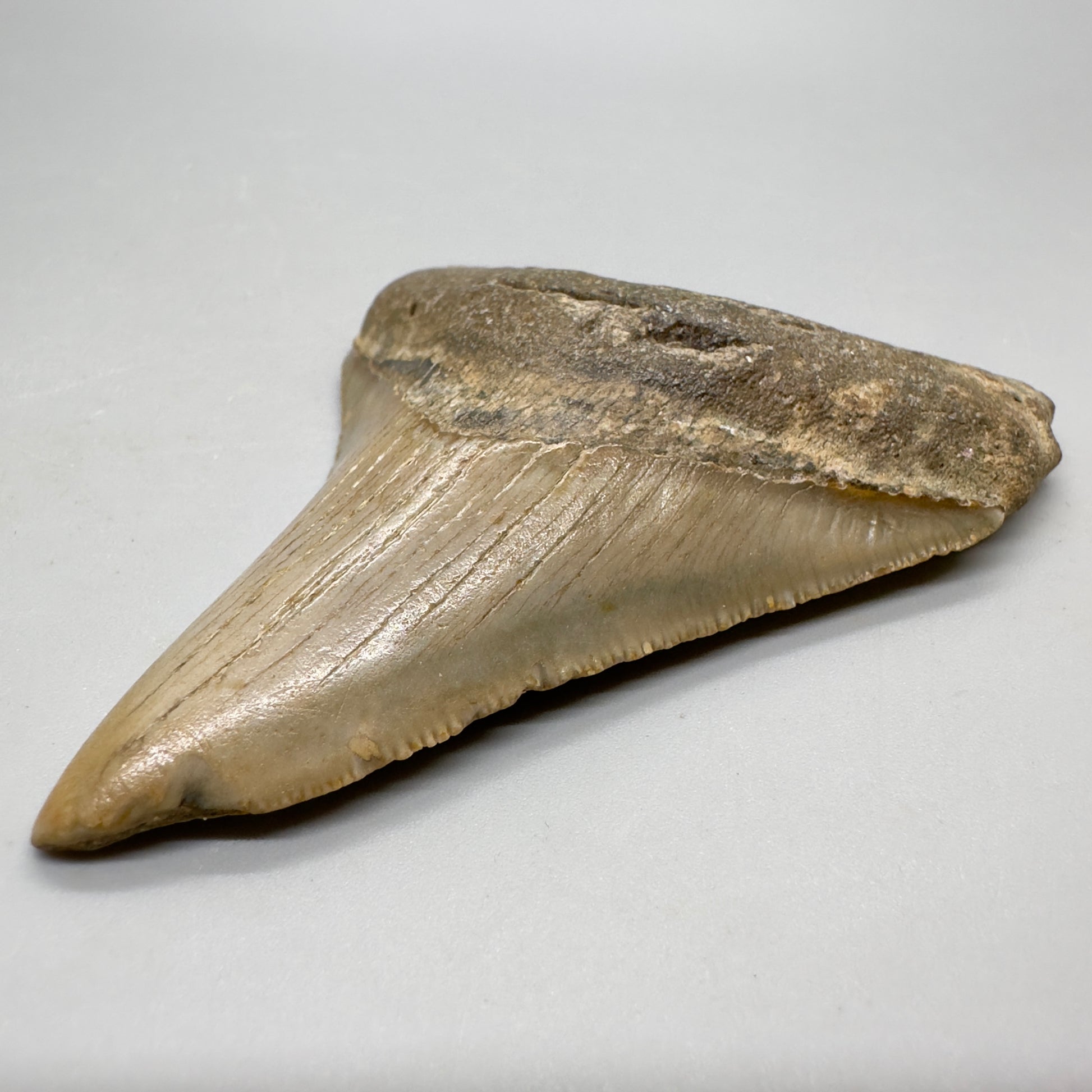 Colorful 3.27" Fossil Megalodon Tooth from North Carolina - Front right