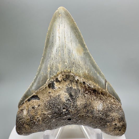 Colorful 3.17" Fossil Megalodon Tooth from North Carolina CM4666 - Front