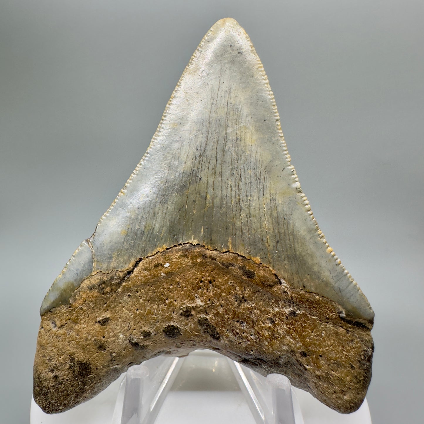 Colorful 3.17" Fossil Megalodon Tooth from North Carolina CM4666 - Back