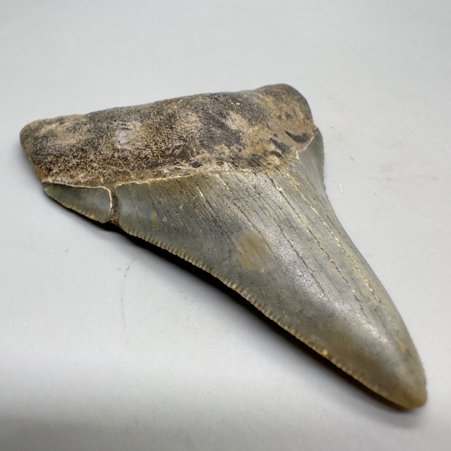 Colorful 3.17" Fossil Megalodon Tooth from North Carolina CM4666 - Front left