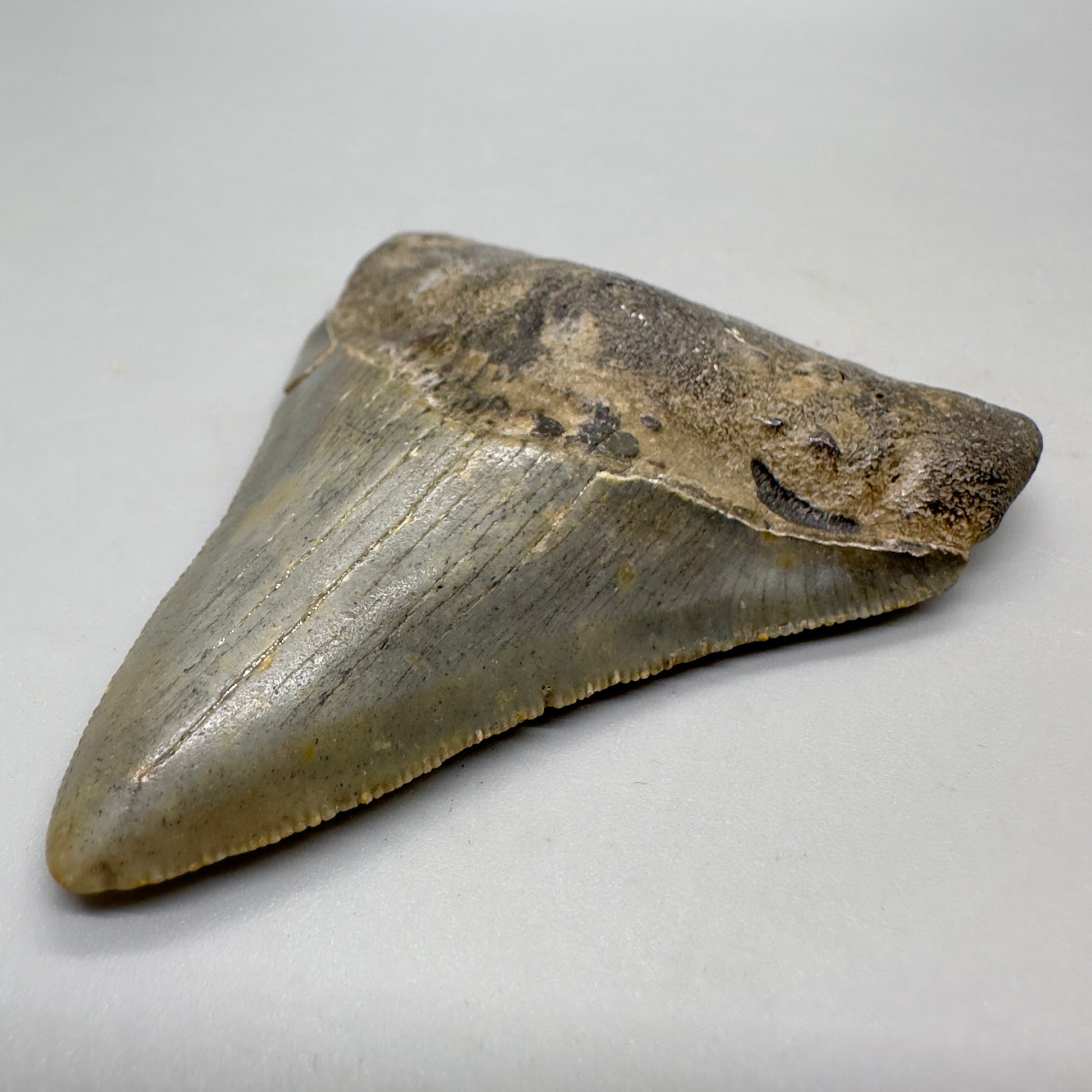 Colorful 3.17" Fossil Megalodon Tooth from North Carolina CM4666 - Front right