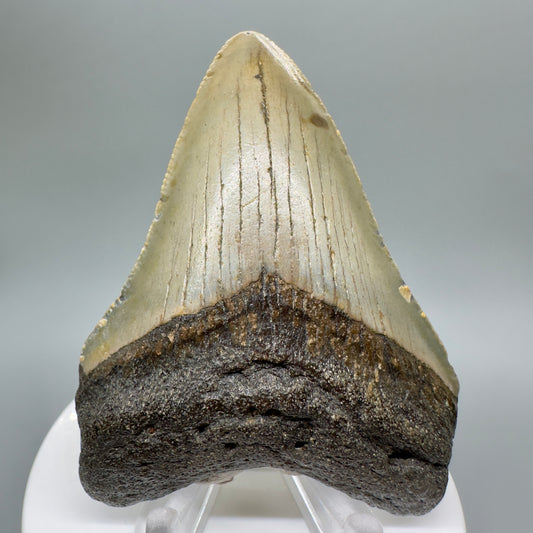 Colorful 3.02" Fossil Megalodon Tooth from North Carolina CM4665 - Front