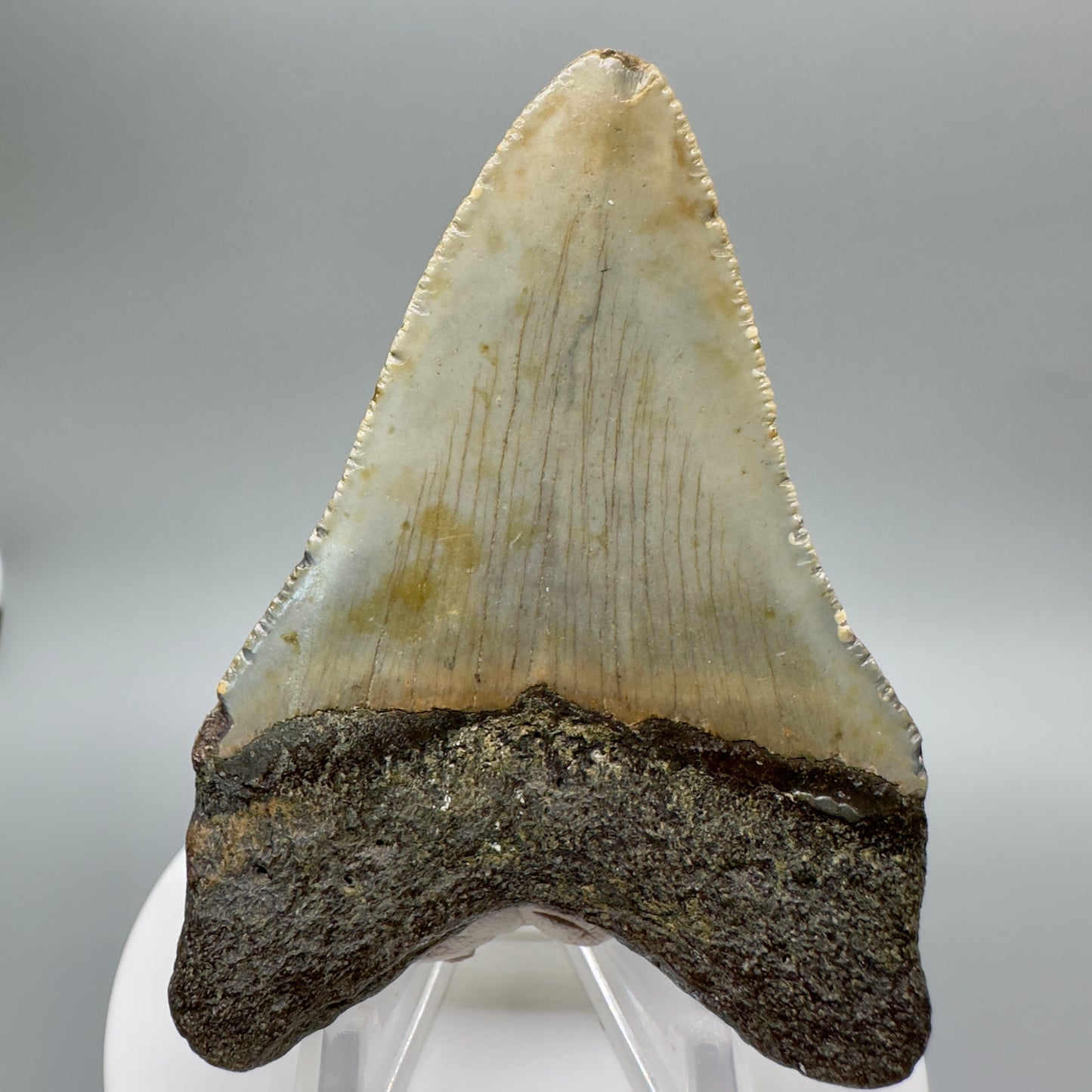 Colorful 3.02" Fossil Megalodon Tooth from North Carolina CM4665 - Back