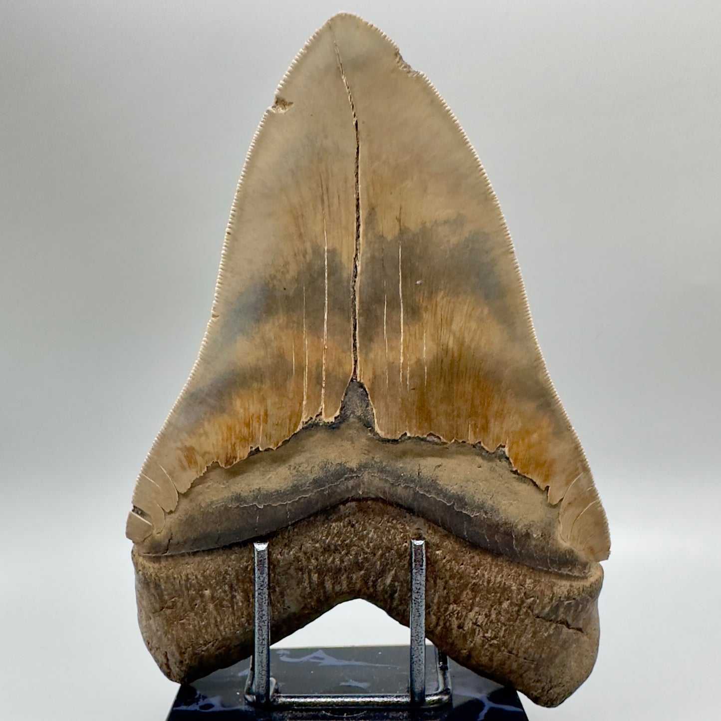 6.78" Monster Megalodon Tooth from Southeast, USA CM 4531 back