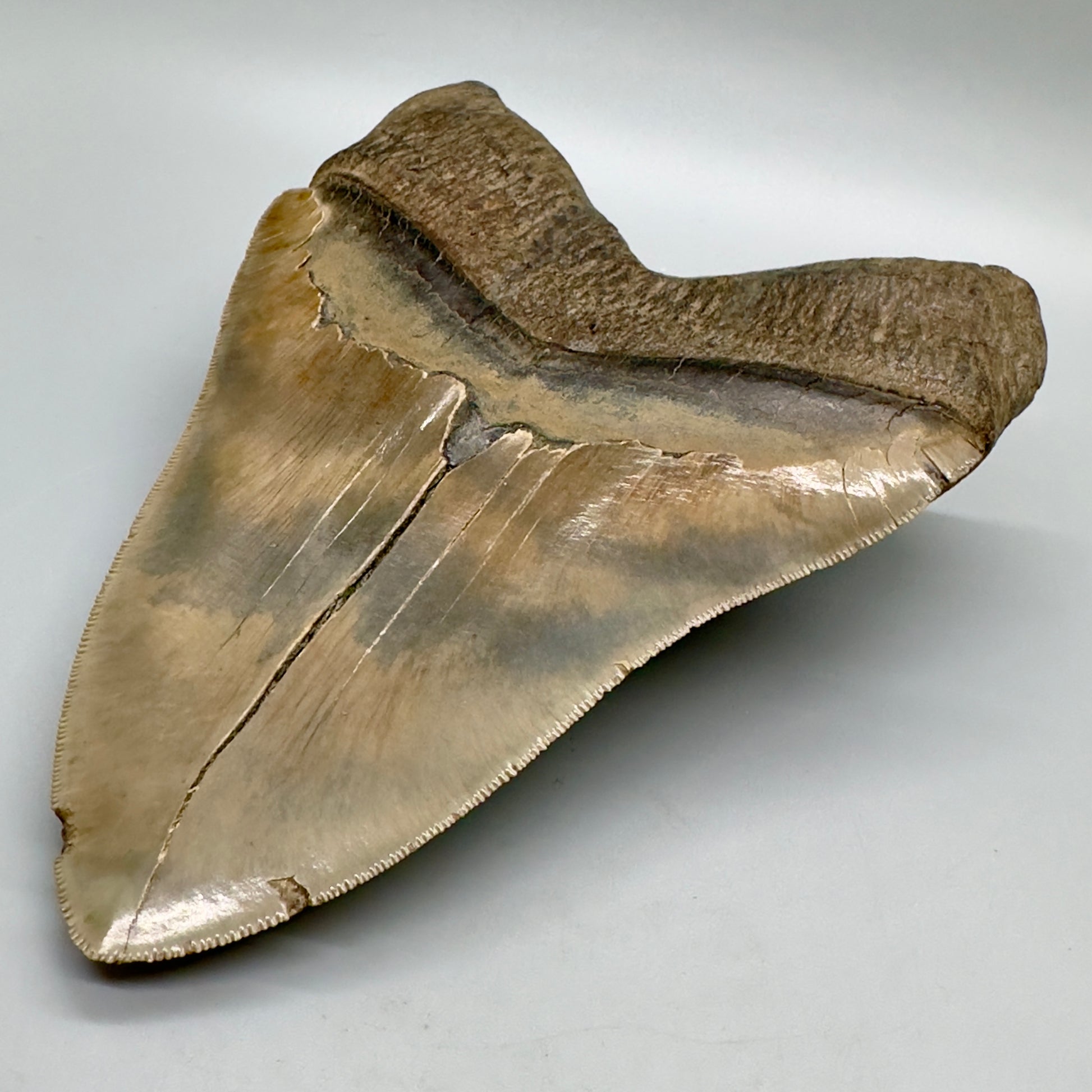6.78" Monster Megalodon Tooth from Southeast, USA CM 4531 back left