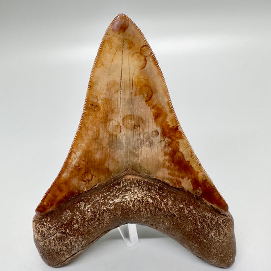 Collector quality gem 4.46 inches Red and brown serrated Megalodon tooth from Georgia back