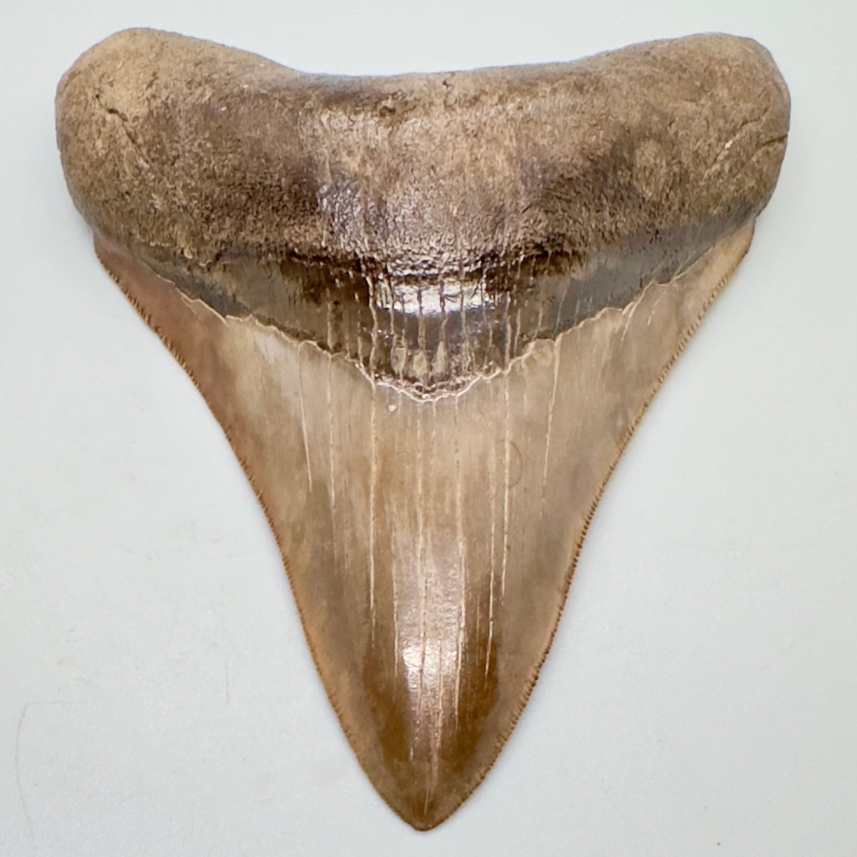 Collector quality gem 4.46 inches Red and brown serrated Megalodon tooth from Georgia front down
