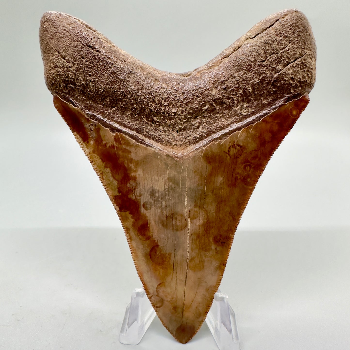 Exquisite 4.46" Red and Brown Megalodon Tooth from South Georgia