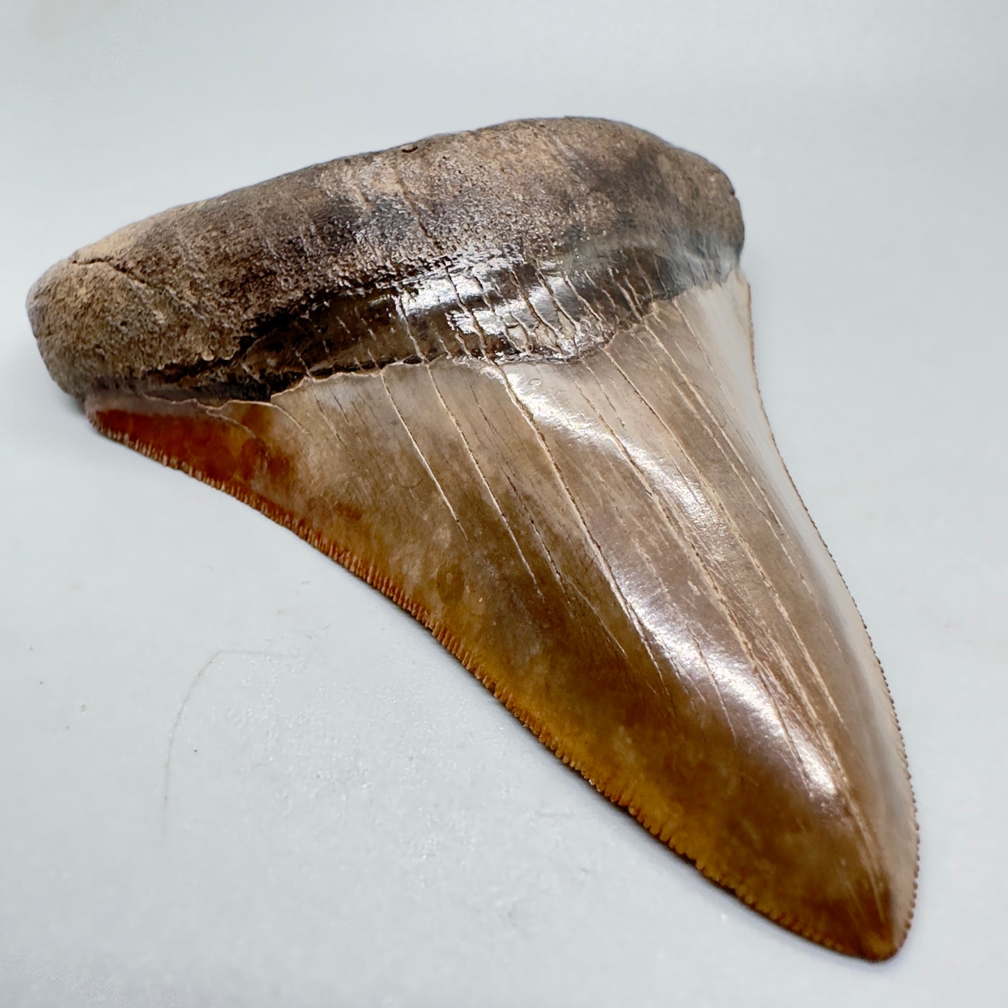 Collector quality gem 4.46 inches Red and brown serrated Megalodon  tooth from Georgia front left