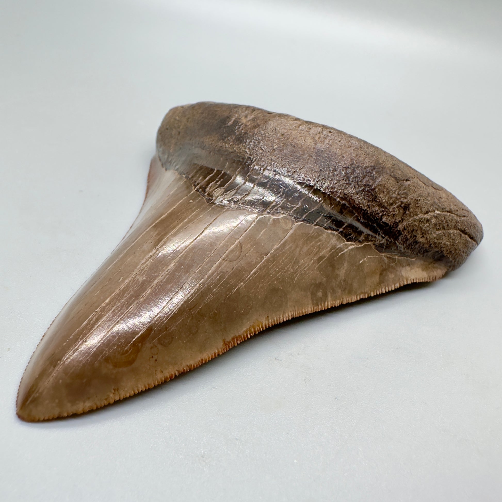 Collector quality gem 4.46 inches Red and brown serrated Megalodon tooth from Georgia front right