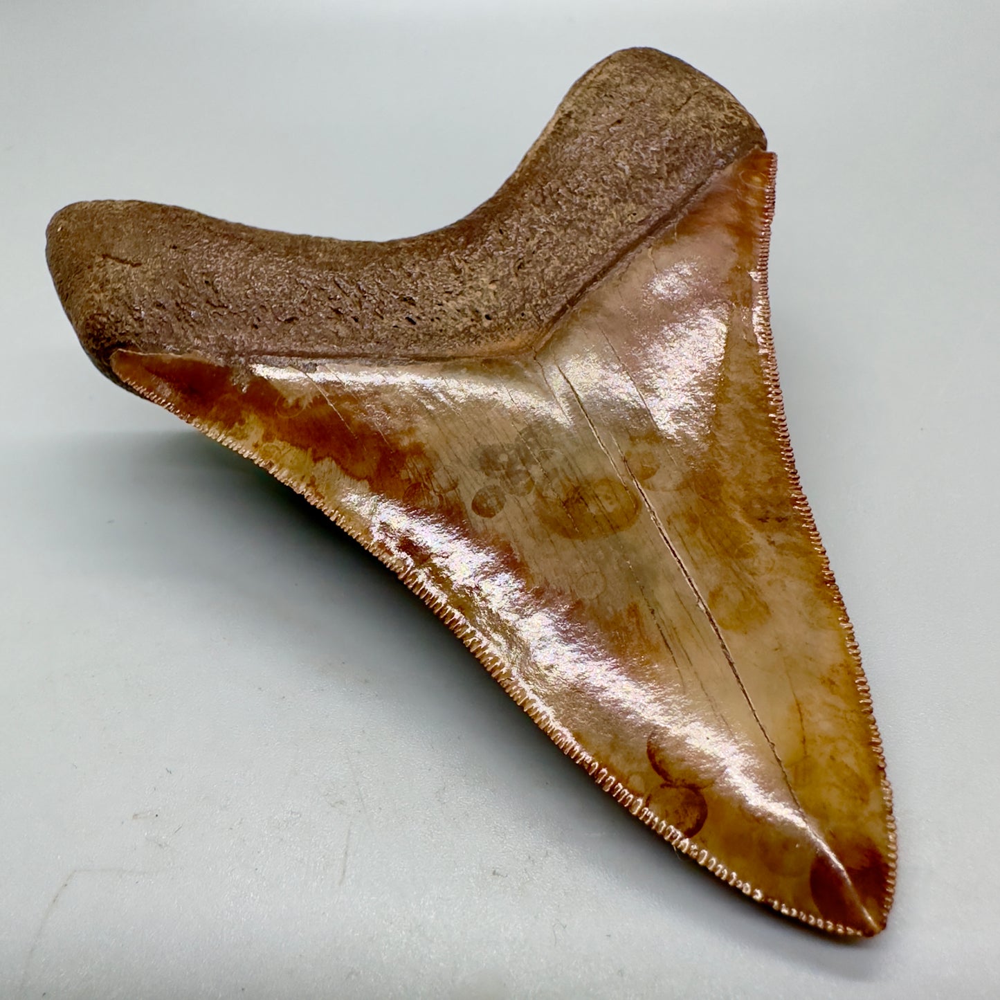 Collector quality gem 4.46 inches Red and brown serrated Megalodon tooth from Georgia back left