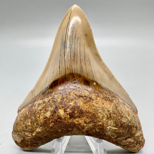 Collectors quality lower 4.25 inch Indonesian Megalodon Tooth CM4546 front