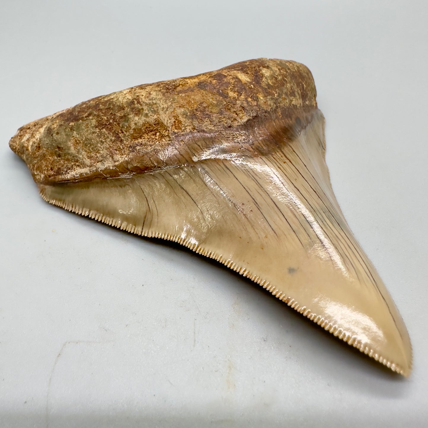 Collectors quality lower 4.25 inch Indonesian Megalodon Tooth CM4546 front left