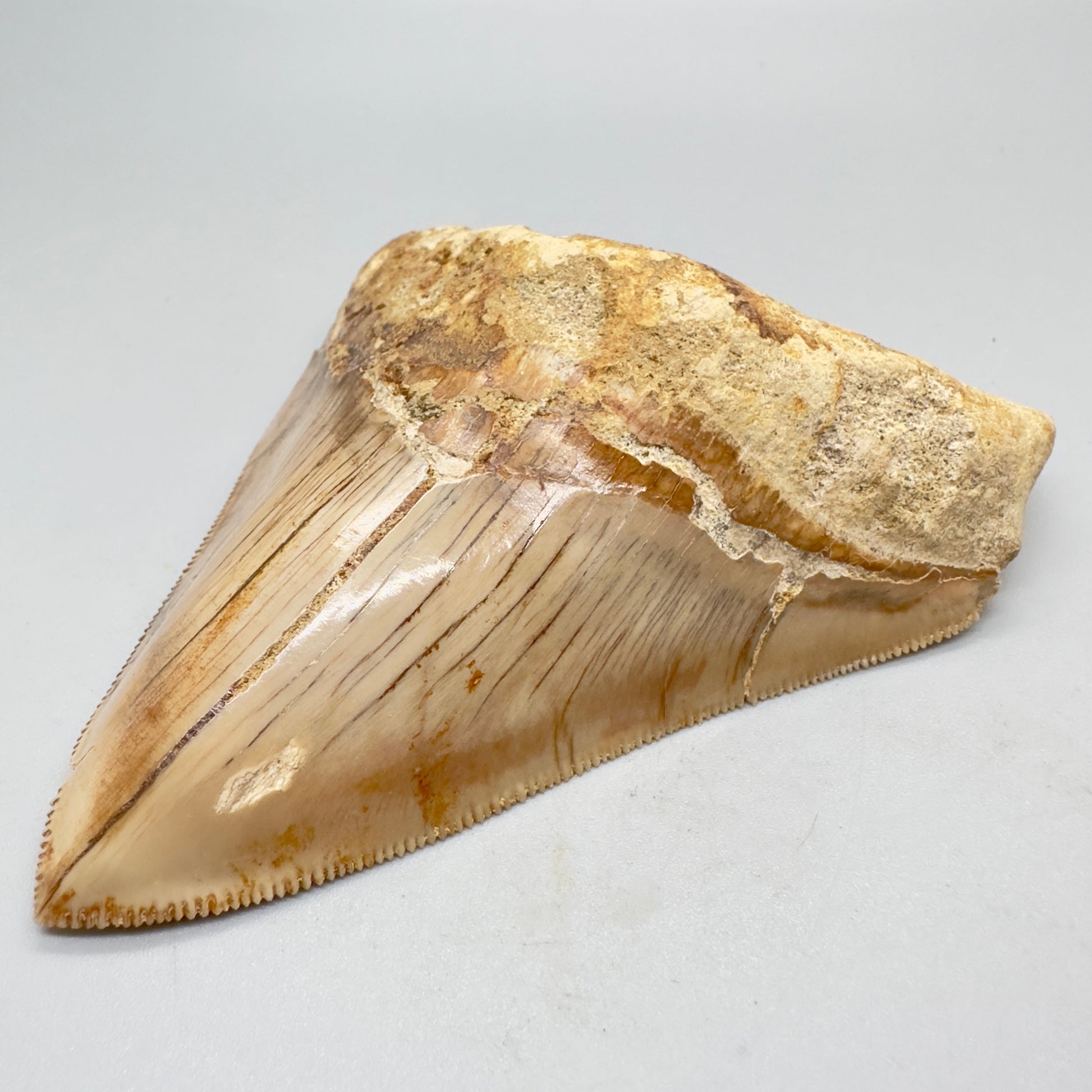 Indonesian Megalodon Tooth 4.39 inch serrated with orange hues CM4527 front right