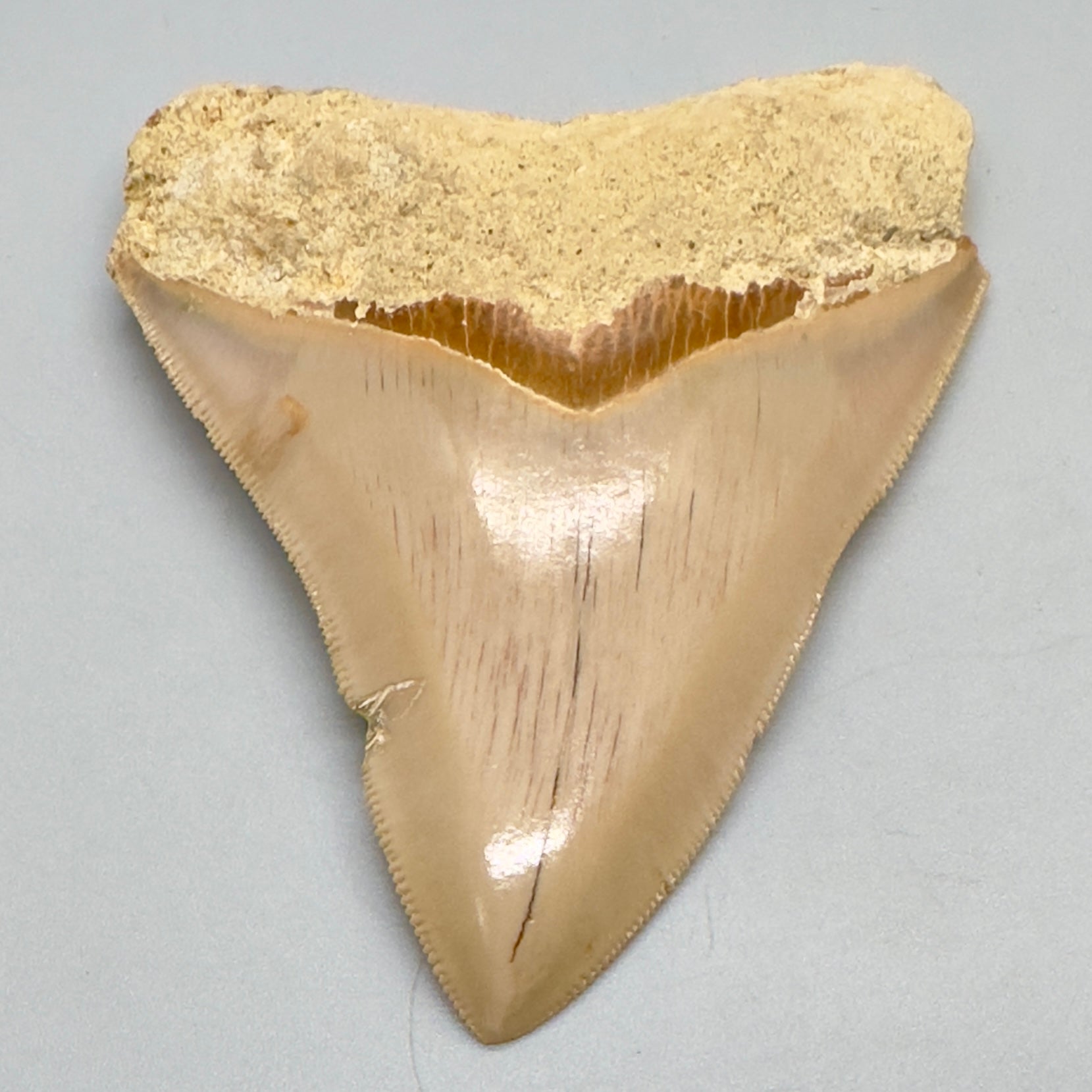 Indonesian Megalodon Tooth 3.97 inch serrated CM4548 front down