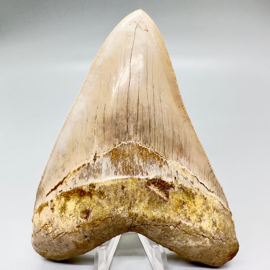 Megalodon Tooth Large, collector quality 5.37 inch from Indonesia CM4528 front